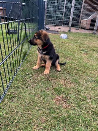 Deutsche Schäferhundin Welpe