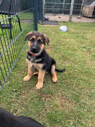 Deutsche Schäferhundin Welpe