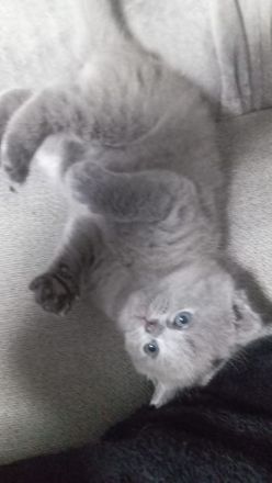 Britisch Kurzhaar Katze