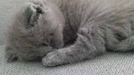 Britisch Kurzhaar Katze