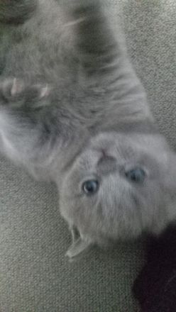 Britisch Kurzhaar Katze