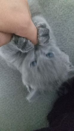 Britisch Kurzhaar Katze