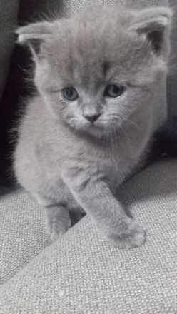 Britisch Kurzhaar Katze