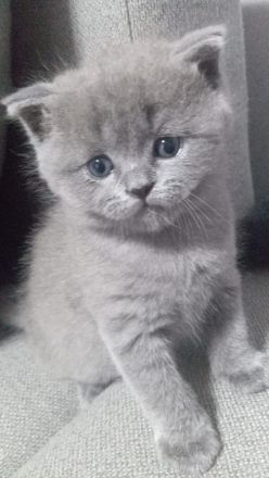 Britisch Kurzhaar Katze