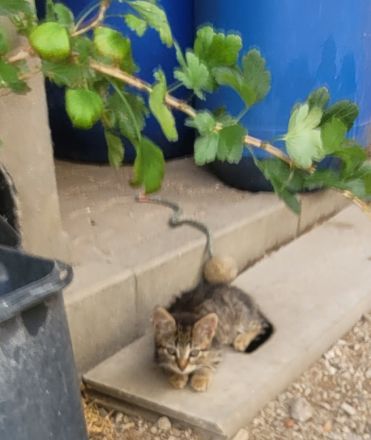 3 kleine getigerte katzenbabys