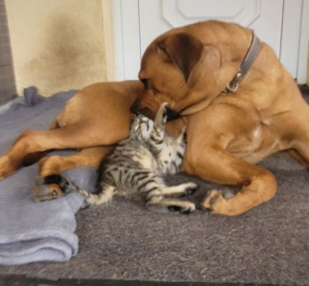 3 kleine getigerte katzenbabys