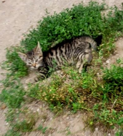 3 kleine getigerte katzenbabys