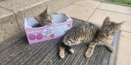 3 kleine getigerte katzenbabys