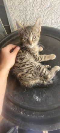 3 kleine getigerte katzenbabys