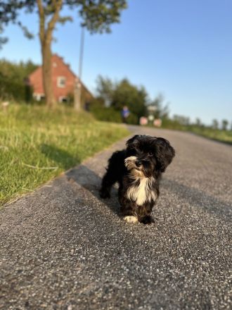 Havaneser Welpe mit Ahnentafel