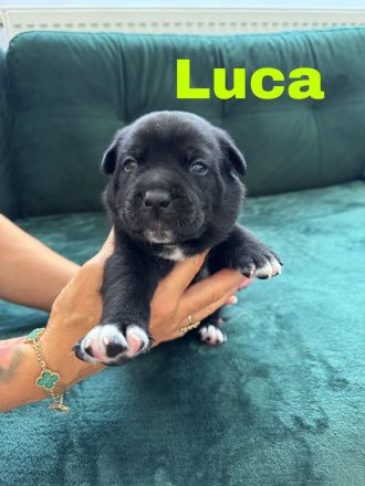 Old englisch Bulldog