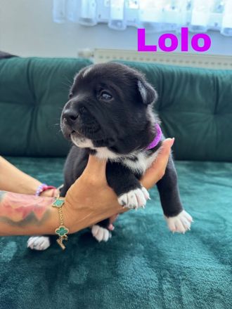 Old englisch Bulldog