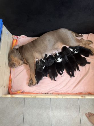 Old englisch Bulldog