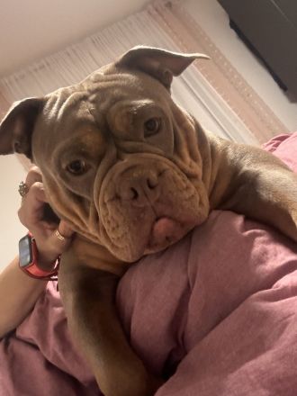 Old englisch Bulldog