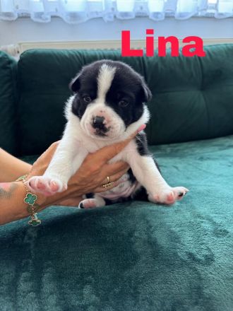 Old englisch Bulldog