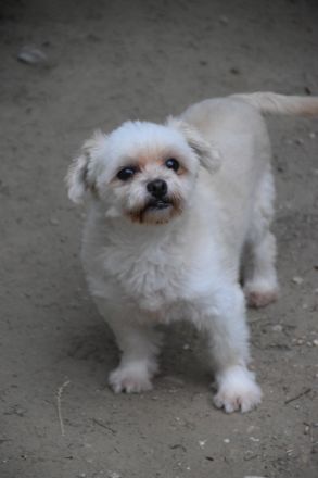 Rapunzel, kleine, 9-jährige Mini-Hündin mit großer Persönlichkeit sucht sehr erfahrenes Zuhause