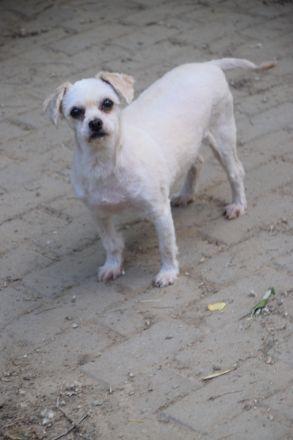 Rapunzel, kleine, 9-jährige Mini-Hündin mit großer Persönlichkeit sucht sehr erfahrenes Zuhause