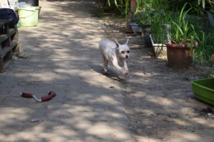 Rapunzel, kleine, 9-jährige Mini-Hündin mit großer Persönlichkeit sucht sehr erfahrenes Zuhause