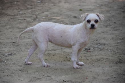 Rapunzel, kleine, 9-jährige Mini-Hündin mit großer Persönlichkeit sucht sehr erfahrenes Zuhause