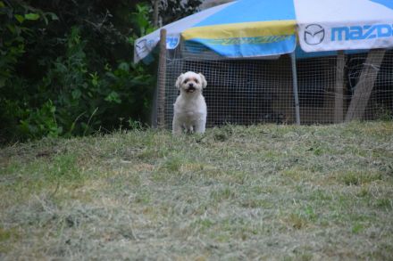 Rapunzel, kleine, 9-jährige Mini-Hündin mit großer Persönlichkeit sucht sehr erfahrenes Zuhause