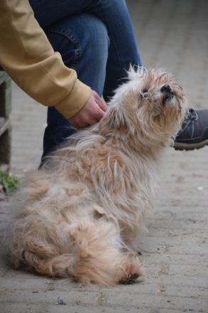 Rapunzel, kleine, 9-jährige Mini-Hündin mit großer Persönlichkeit sucht sehr erfahrenes Zuhause