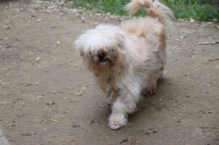 Rapunzel, kleine, 9-jährige Mini-Hündin mit großer Persönlichkeit sucht sehr erfahrenes Zuhause