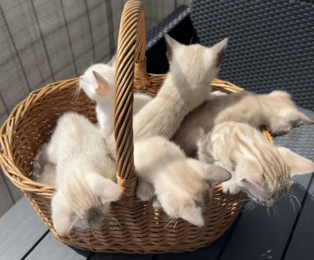 Bengal Kitten Selten und Süß Abgabebereit