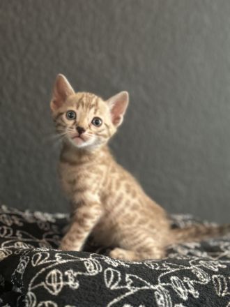 Bengal Kitten Selten und Süß Abgabebereit