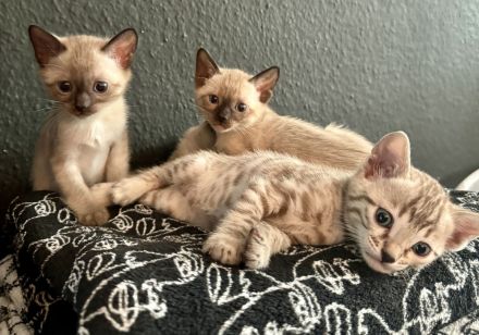Bengal Kitten Selten und Süß Abgabebereit