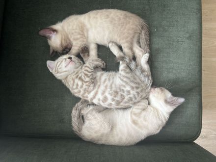 Bengal Kitten Selten und Süß Abgabebereit