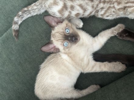 Bengal Kitten Selten und Süß Abgabebereit