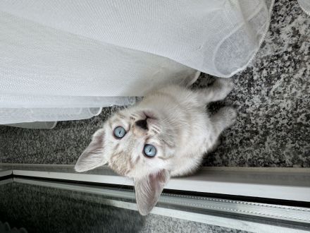 Bengal Kitten Selten und Süß Abgabebereit