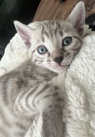 Bengal Kitten Selten und Süß Abgabebereit