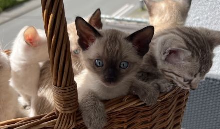 Bengal Kitten Selten und Süß Abgabebereit