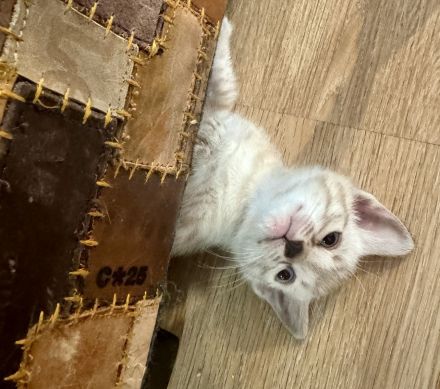 Bengal Kitten Selten und Süß Abgabebereit