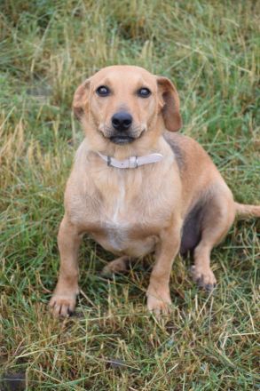 Pia, freundliche, aufgeschlossene, 1-jährige, verschmuste Mischlingshündin, 35 - 40 cm, kastriert