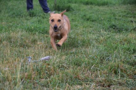 Pia, freundliche, aufgeschlossene, 1-jährige, verschmuste Mischlingshündin, 35 - 40 cm, kastriert