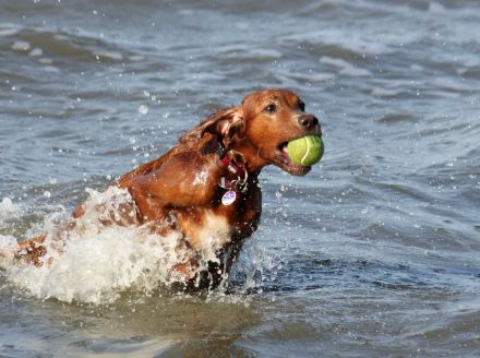 HAUS JONATHAN in HOOKSIEL