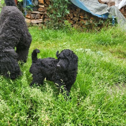 Verk Grosspudel Welpen schwarz