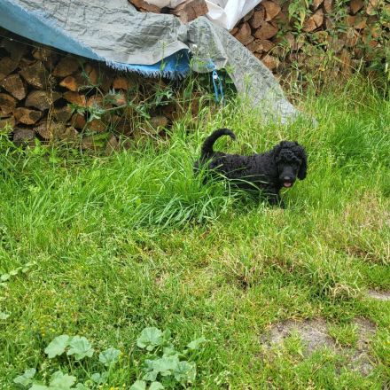 Verk Grosspudel Welpen schwarz