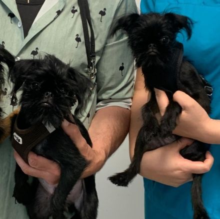 Zwerggriffons in Frankfurt am Main