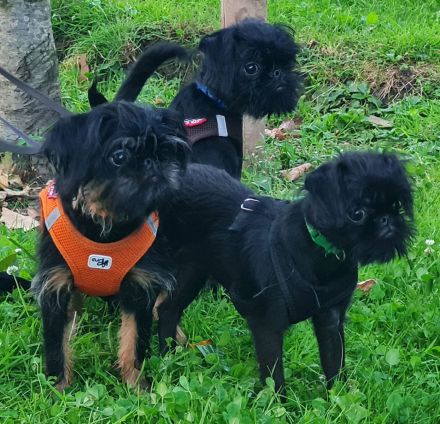 Zwerggriffons in Frankfurt am Main