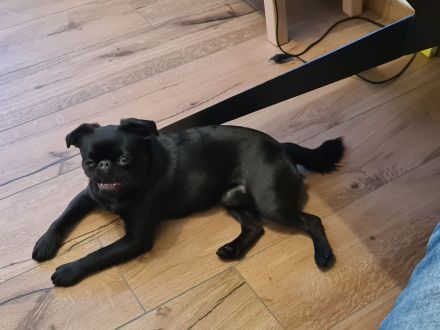 Zwerggriffons in Frankfurt am Main