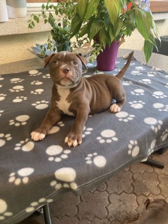 Old English Bulldog Welpen