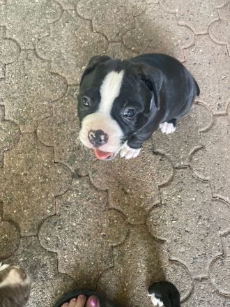 Old English Bulldog Welpen