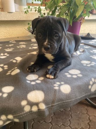 Old English Bulldog Welpen