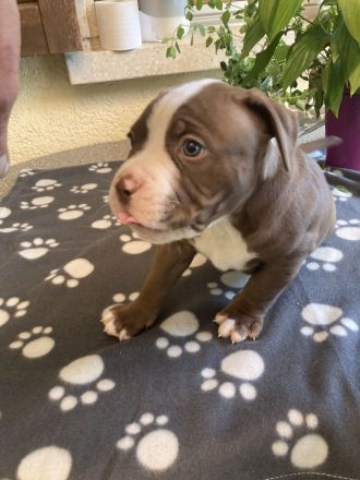 Old English Bulldog Welpen