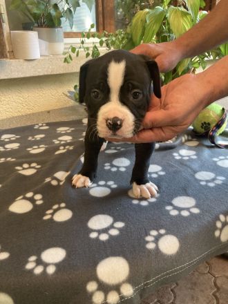 Old English Bulldog Welpen