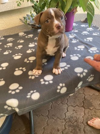 Old English Bulldog Welpen