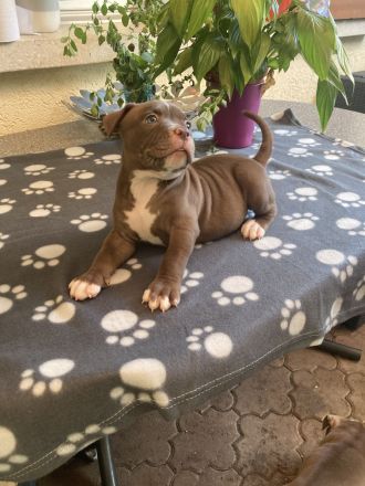 Old English Bulldog Welpen